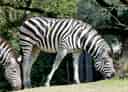 動物図鑑・グラントシマウマの写真 11